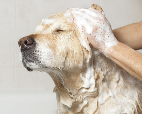 Perrito modelo de baño en el spa canino